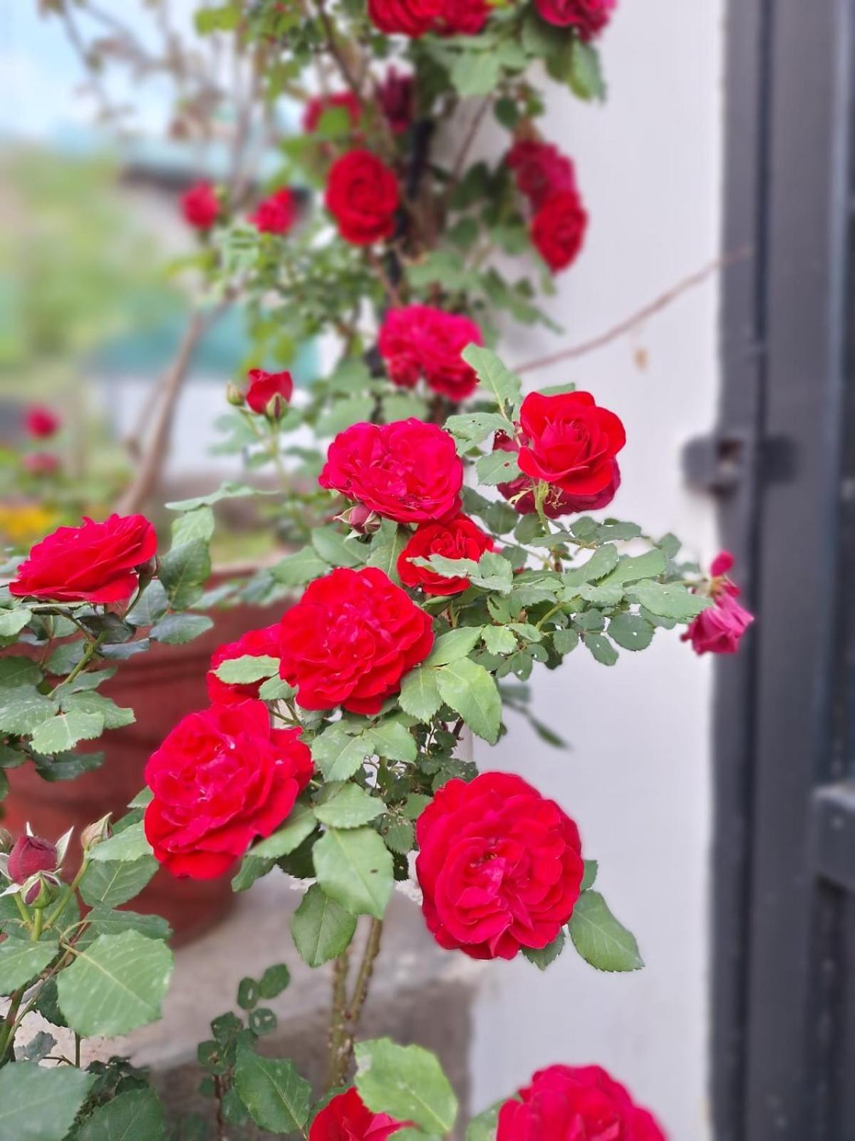 La Maison - A Boutique Bed And Breakfast Bir  Ngoại thất bức ảnh
